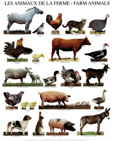 Printable farm animals for kids - Band 2 DX & DXTV